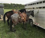 Bay roan gelding out of Cowboy, brown gelding out of Valentine. Pasture take in 2018